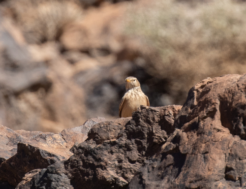 Desert Lark