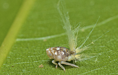Scolypopa