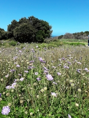 Scabiosa incisa