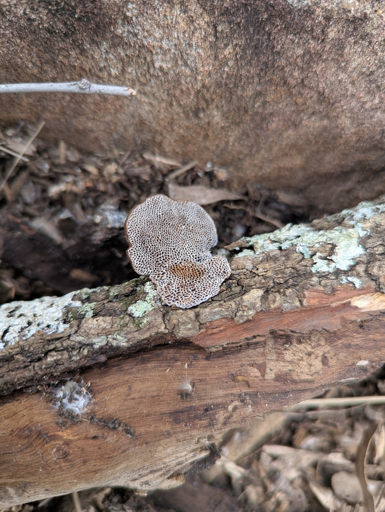 Phaeotrametes decipiens · March 2026 · photo: © beth544 (iNaturalist, cc0)
