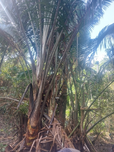 Sago Palm (Metroxylon sagu)