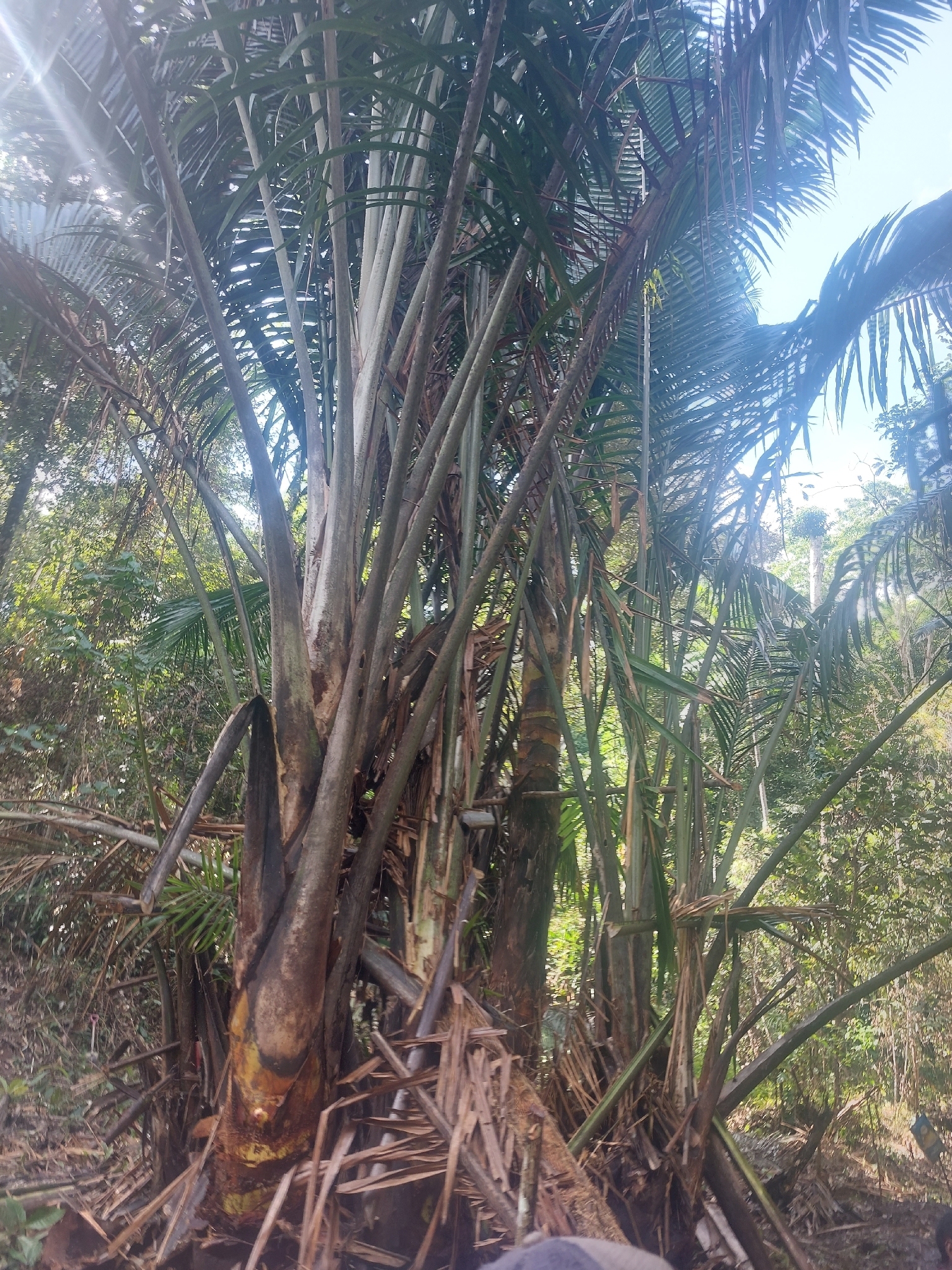 Sago palm