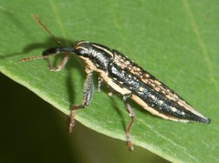 Rhinotia lineata