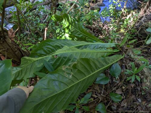 Anthurium hookeri, photograph 4