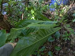 Anthurium hookeri, photograph (c) Kevin Faccenda, some rights reserved (CC BY)