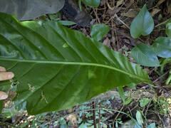 Anthurium hookeri, photograph (c) Kevin Faccenda, some rights reserved (CC BY)
