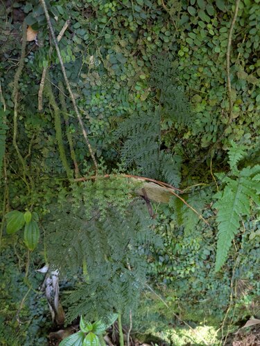 Callistopteris baldwinii observed 2026-02-26