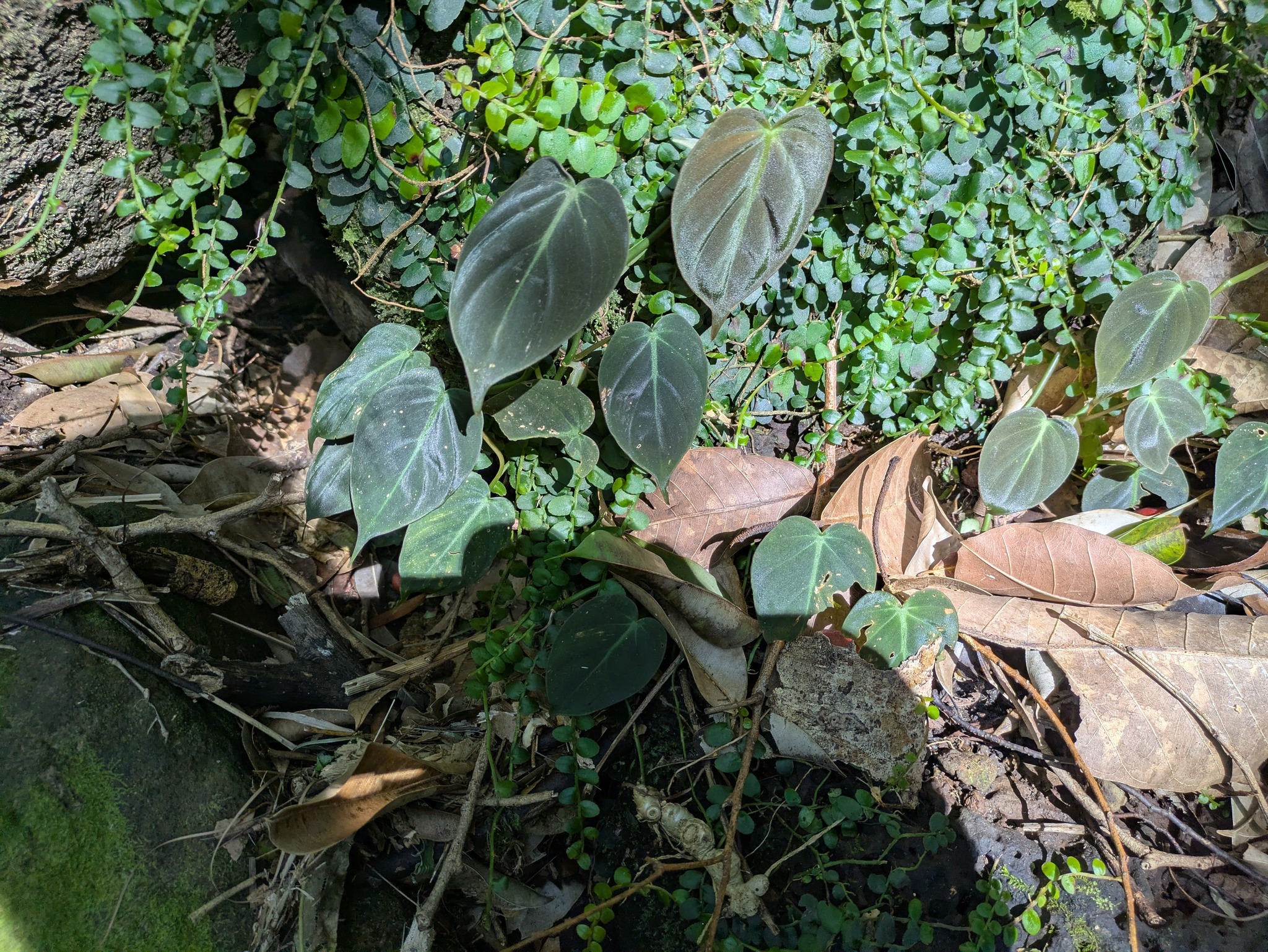 Heart-Leaf Philodendron (Philodendron hederaceum)