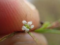 Centella affinis