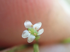 Centella affinis