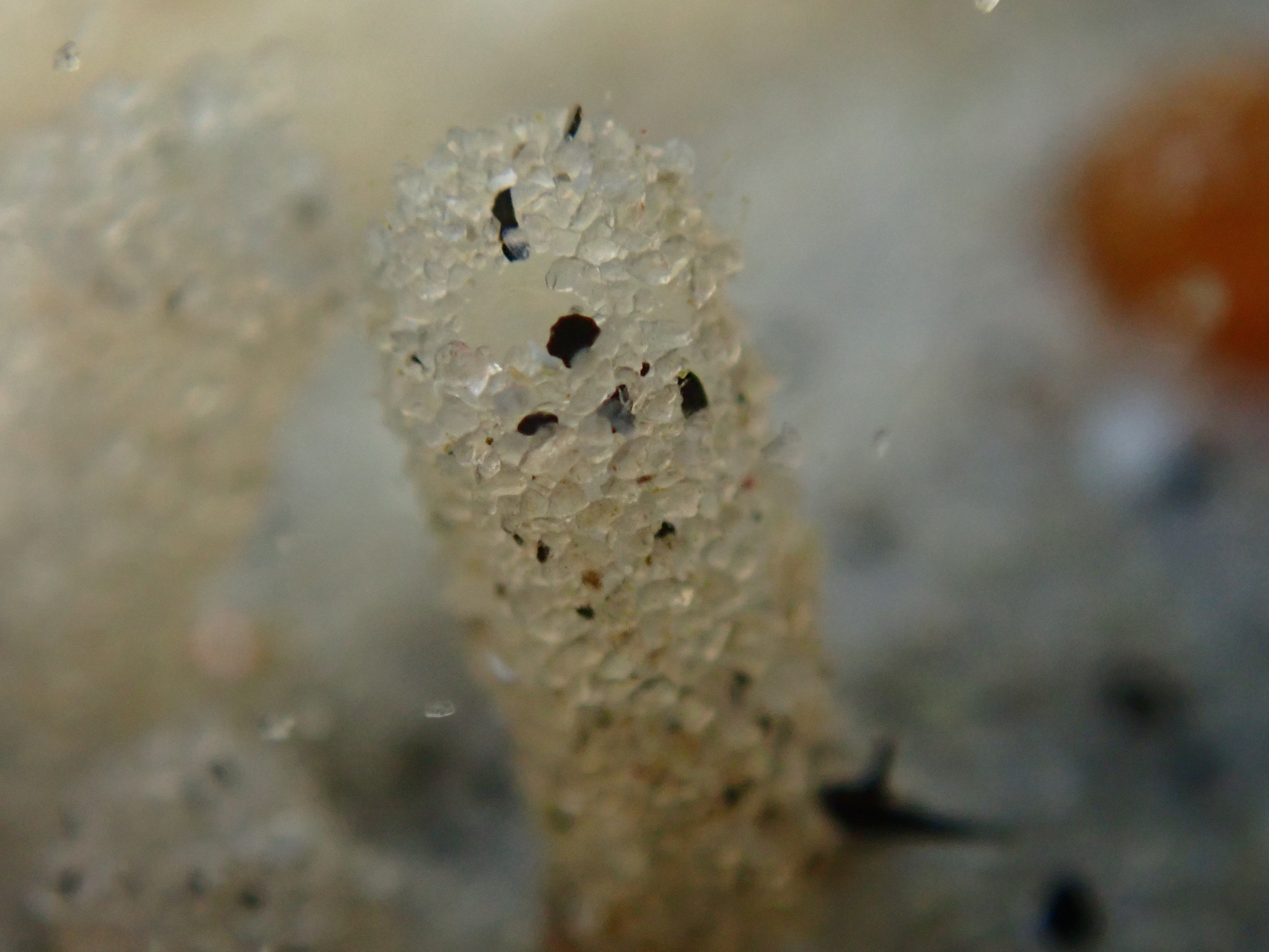 Euherdmania claviformis (Ritter, 1903)