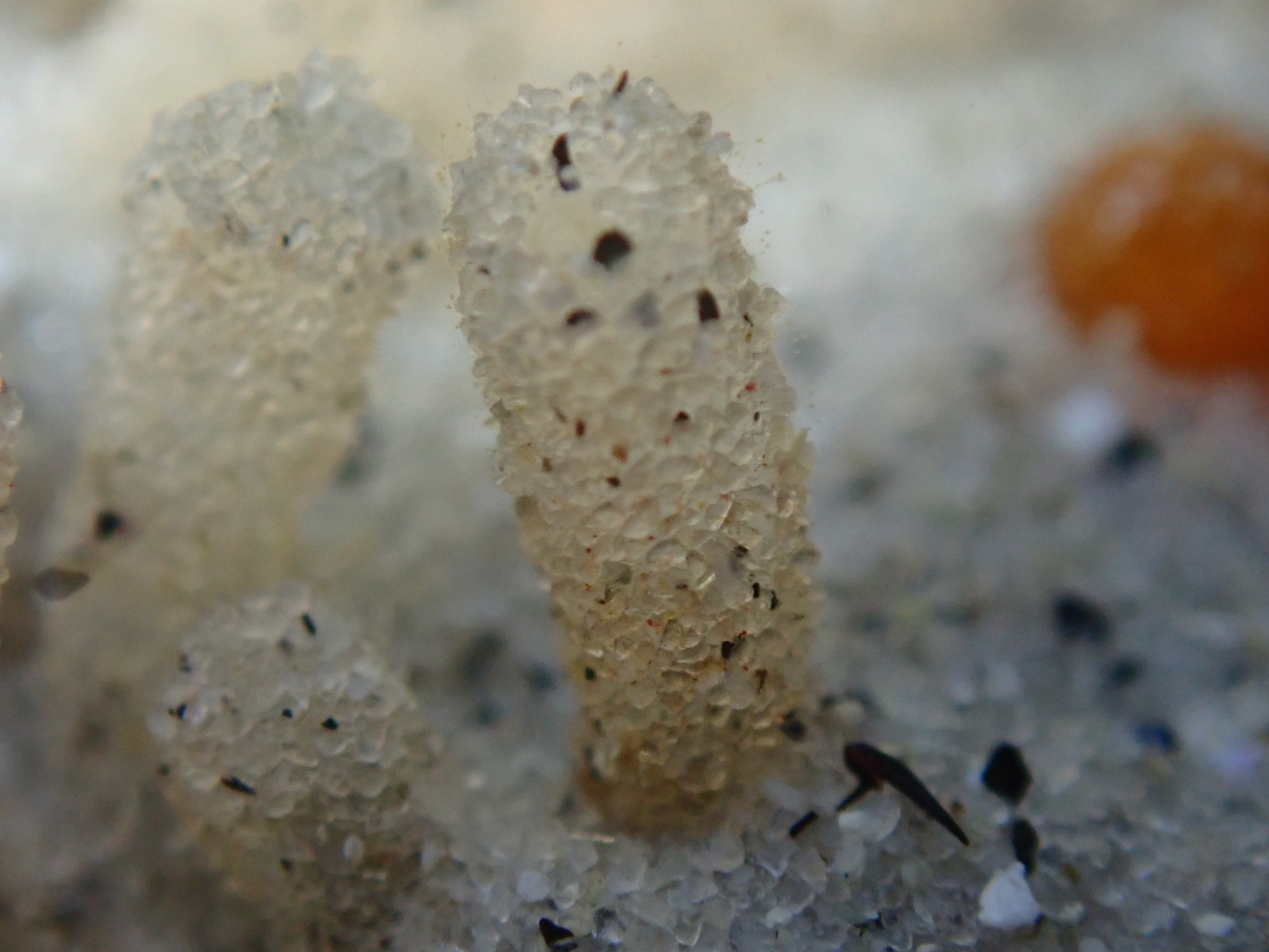 Euherdmania claviformis (Ritter, 1903)