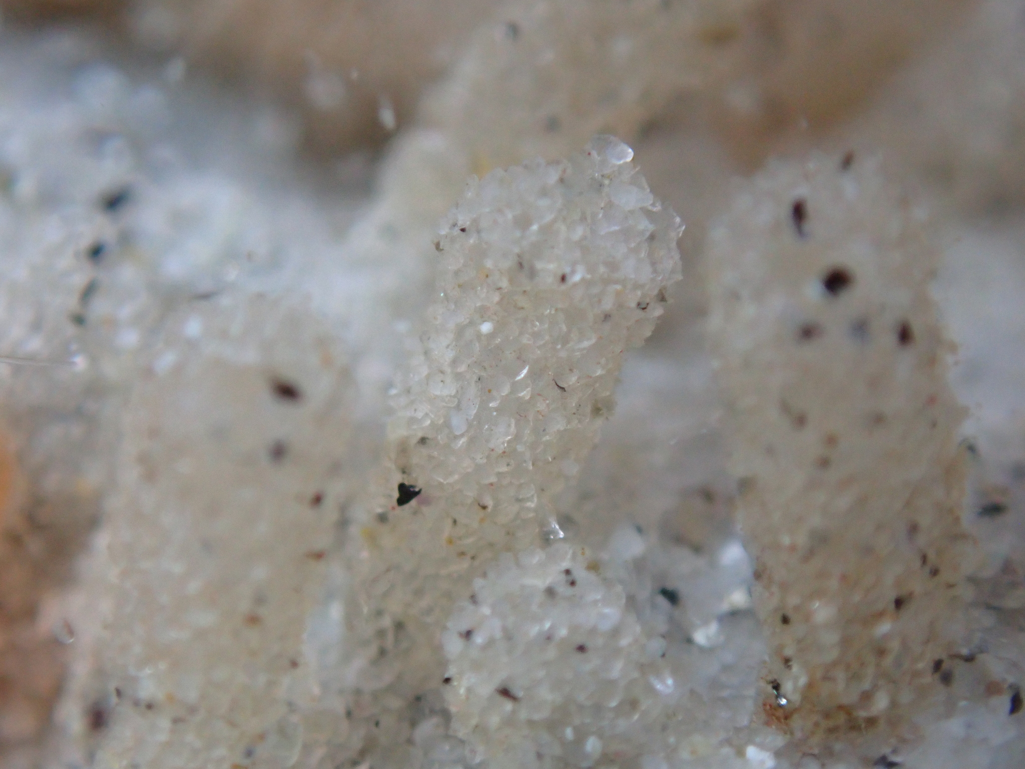 Euherdmania claviformis (Ritter, 1903)