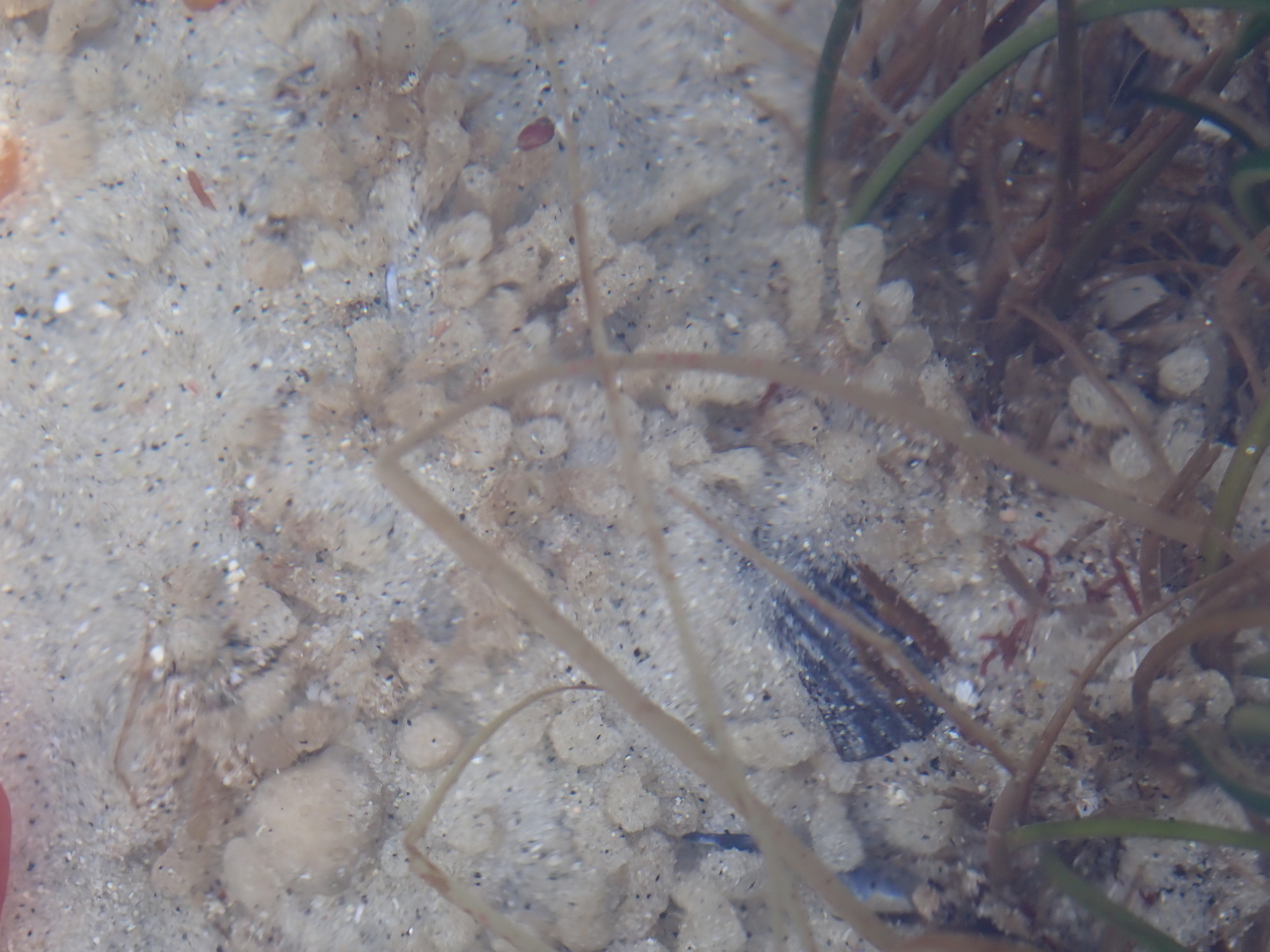 Euherdmania claviformis (Ritter, 1903)