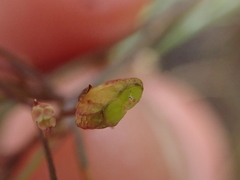 Centella affinis
