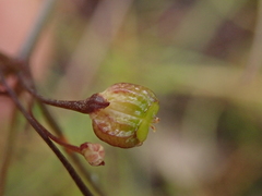 Centella affinis