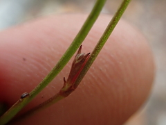 Centella affinis