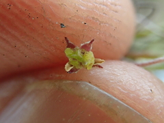 Centella affinis