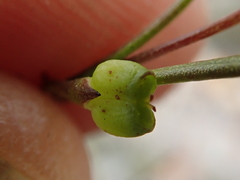 Centella affinis
