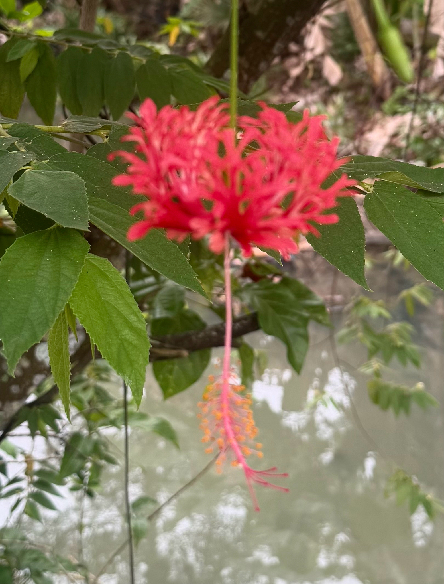Hibiscus schizopetalus (Hibiscus schizopetalus)