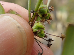 Centella affinis