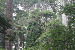 Colobus vellerosus