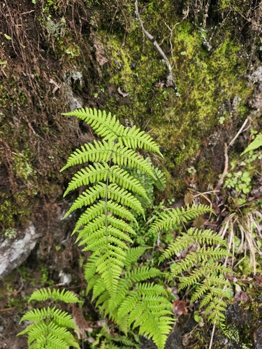 Macrothelypteris torresiana observed 2026-02-28
