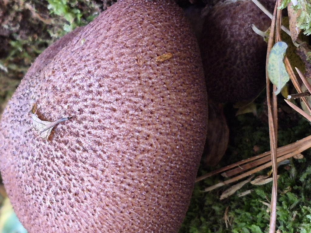 Tricholomopsis ornaticeps · March 2026 · photo: © mil-s (iNaturalist, cc-by)