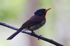 Myiagra castaneigularis