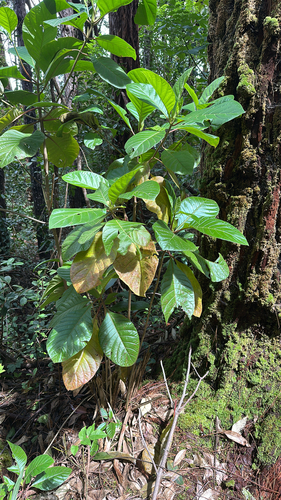 Psychotria hawaiiensis observed 2026-02-22