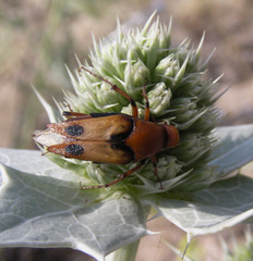 Macrosiagon bimaculata