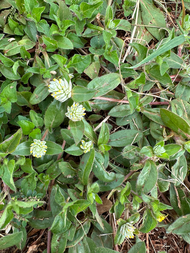 Gomphrena celosioides observed 2026-02-28