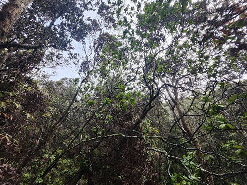Santalum paniculatum observed 2026-02-28