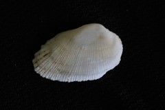 Barbatia
