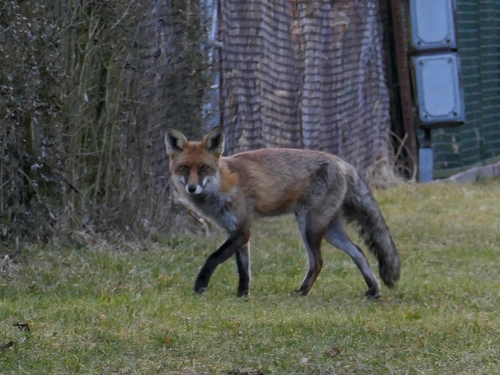 Red Fox
