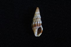 Austrodrillia angasi