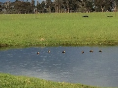 Erythrogonys cinctus