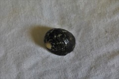 Nerita chamaeleon