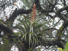 Tillandsia cossonii