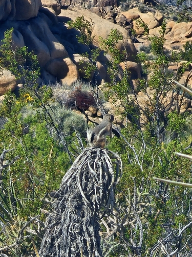 White-tailed Antelope Squirrel observed by uglysquid