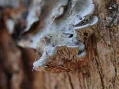 Coccocarpia erythroxyli