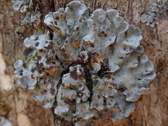 Coccocarpia erythroxyli