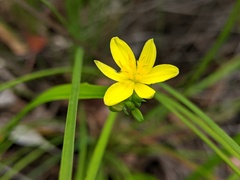 Tricoryne anceps