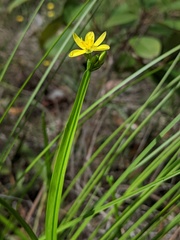 Tricoryne anceps
