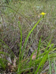 Tricoryne anceps