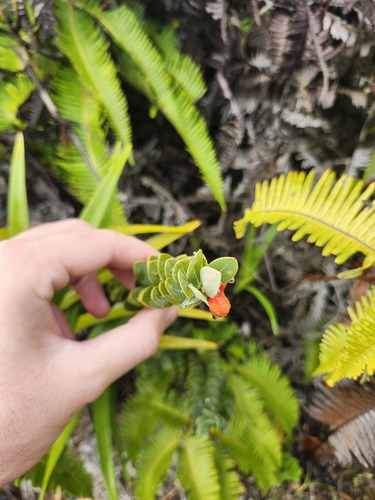 Wikstroemia phillyreifolia observed 2026-02-28