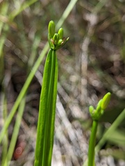 Tricoryne anceps
