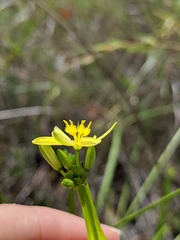 Tricoryne anceps