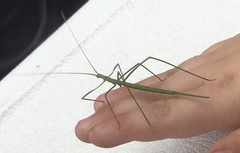 Phasmodes ranatriformis