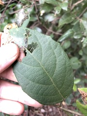 Mallotus claoxyloides